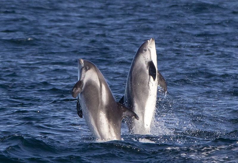 Whale Watching Snaefellsnes