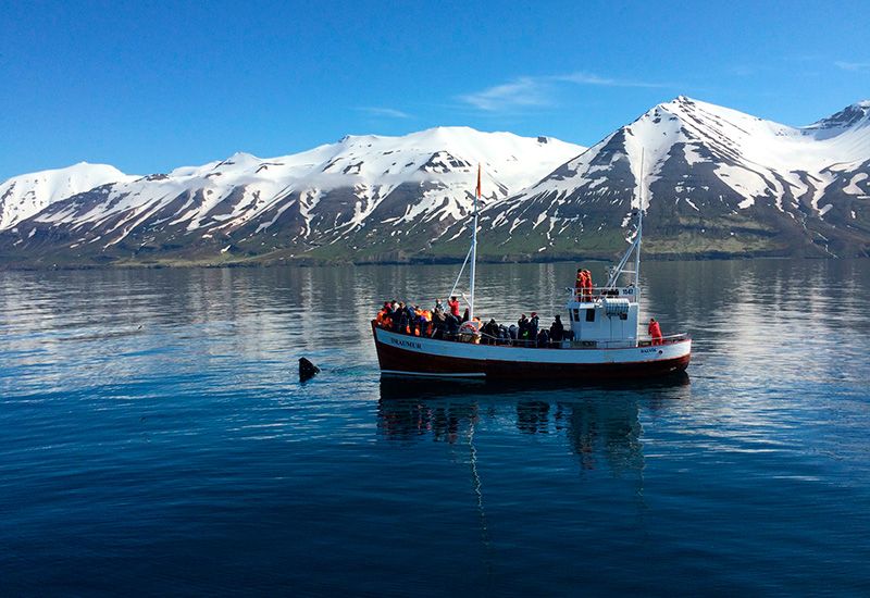 Whale Watching Dalvik