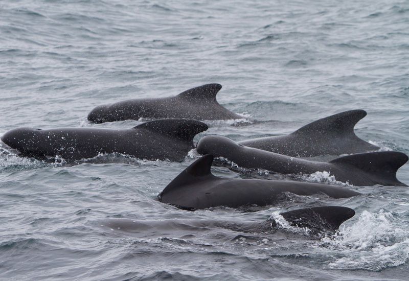 Whale Watching Snaefellsnes