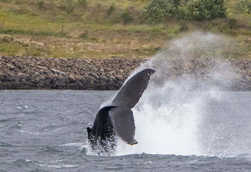 killer whales iceland