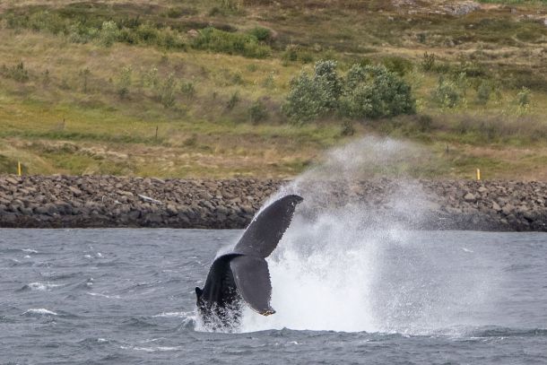 whale watching iceland