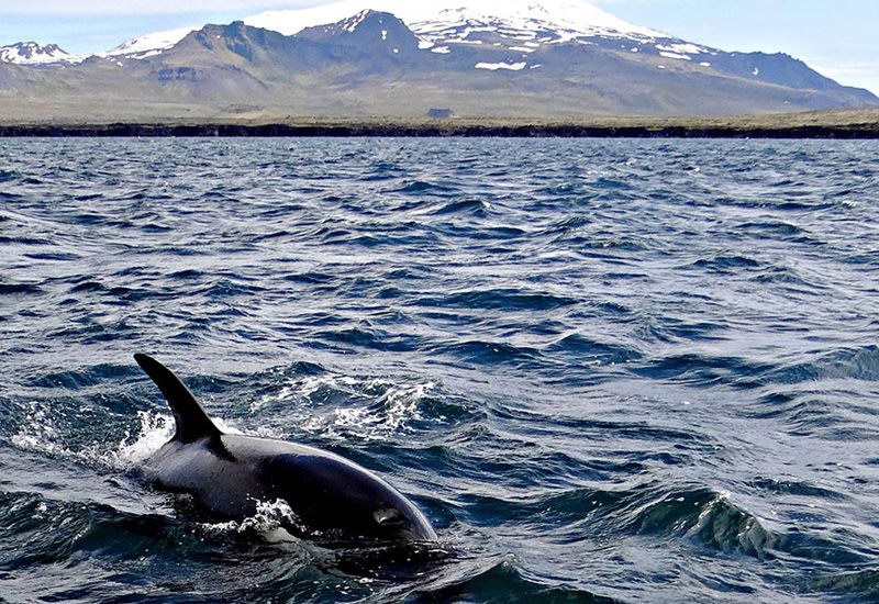 Whale Watching Snaefellsnes 