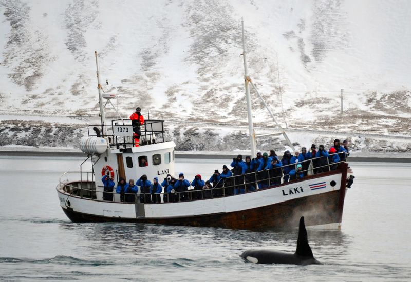 Whale Watching Snaefellsnes