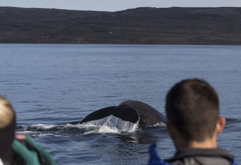 Whale Watching Snaefellsnes